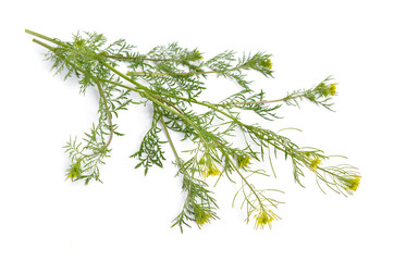 Descurainia or tansymustards isolated on white background.