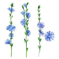 Chicory on a white background. Hand-drawn watercolor illustration.