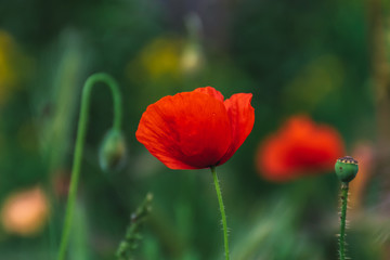 A poppy flower in a field in the French Alps mountains (Puget-Theniers, Alpes-Maritimes, France)
