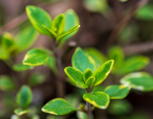 green leaves of a thyme plant