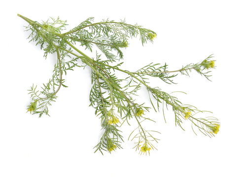 Descurainia or tansymustards isolated on white background.