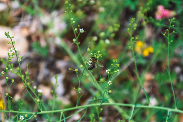 One honey bee feeding on nectar pollinating a flower in a meadow in the French Alps mountains