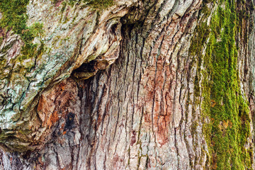 Brown bark of oak tree with green moss and lichen on it. Old oak bark, closeup.