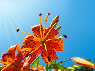 Orange lily flowers on blue sky background. Bright spotty tiger lily blooms and is lit by natural sunlight. - Powered by Adobe