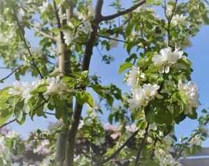 Blossoming apple tree
