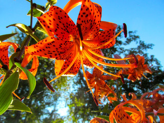 Orange lily flowers on blue sky background. Bright spotty tiger lily blooms and is lit by natural sunlight.