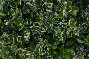 green hosta flower closeup with white border