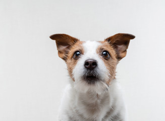  dog sweet face . Funny jack russell terrier on a light background. Pet on white