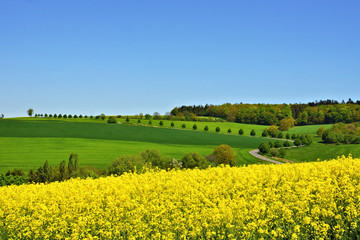 Frühlingslandschaft mit Lindenallee im Hunsrück bei Lötzbeuren 
