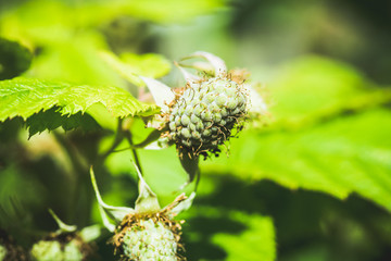 Raspberry bush with unripe berries in the garden. Selective focus.