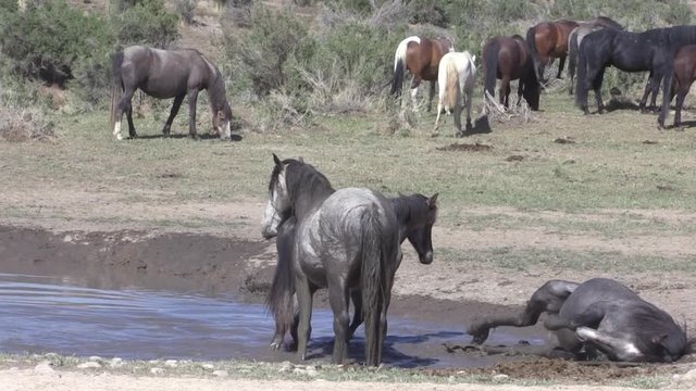 Wild Horses at a Waterhole in the Utha Desert in Spring