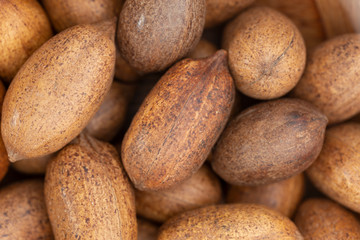 Pecan (Carya illinoinensis) is a species of hickory native to northern Mexico. The seed is an edible nut.