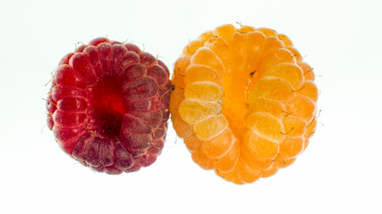 Closeup isolated image of red and yellow raspberry over white background. Different varieties and kinds of one berry. Abstract background of berries and fruits.