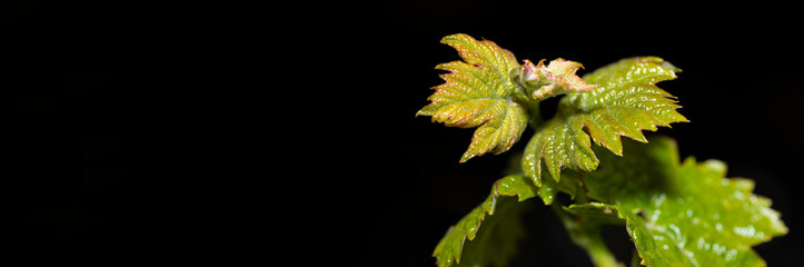 Fototapeta premium Young, green shoots on a grape Bush. Wine-making. Viticulture-vine flowers on a black background. Technology of wine production. Wine production in Moldova. Place for the label.