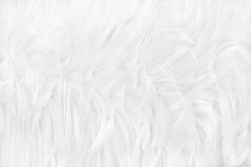 Beautiful white grey bird feathers pattern texture background.