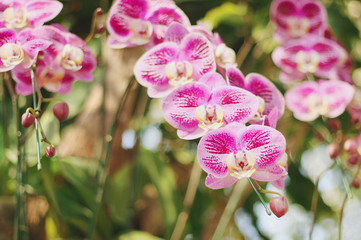 Close up of orchids bouquet with natural background, beautiful blooming orchid flower in the garden.