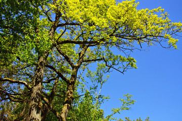 grüne Eichen im Frühling vor blauem Himmel
