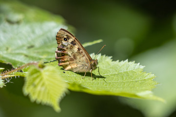 Fototapeta premium Speckled Wood Butterfly (Pararge aegeria) sitting on a leaf in the spring sunshine