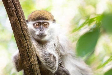 Close up of a female mandrill clinging on a tree branch and staring at the camera, against a green bokeh background
