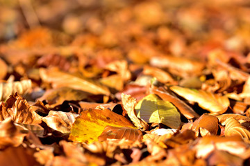 Background of golden autumn fallen leaves on ground.