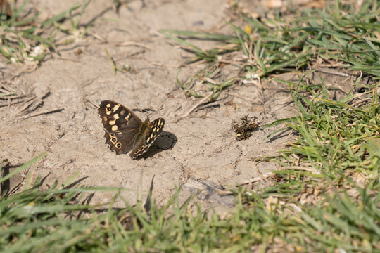 Speckled Wood Butterfly (Pararge aegeria) resting on the earth in the spring sunshine