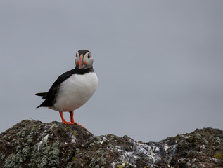 Close up of Atlantic Puffin (Fratercula arctica) Wildlife animal