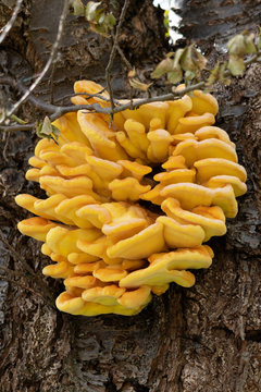 Yellow brain (Tremella mesenterica) jelly fungus growing on a tree in springtime