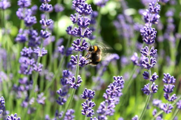 Bee on Lavender Bush