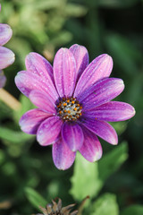 Obraz premium Purple spring flower