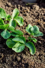 Strawberry plant in the garden. Selective focus.