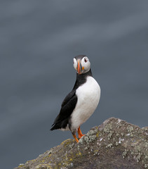 Close up of Atlantic Puffin (Fratercula arctica) Wildlife animal
