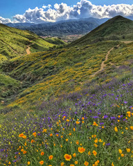 Obraz na płótnie Canvas Walker Canyon in the spring wildflowers
