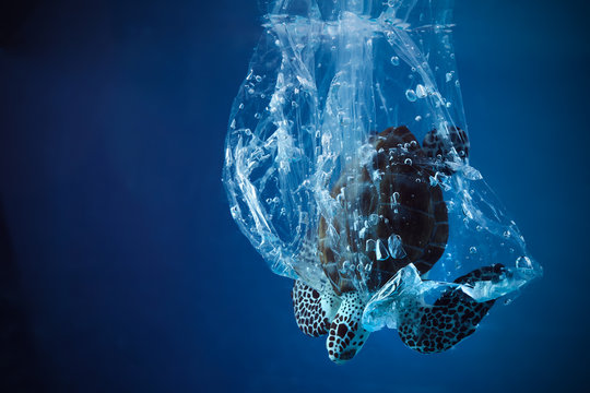 Turtle in plastic bag in ocean. Platic pollution problem. World oceans day concept. Environment concept.