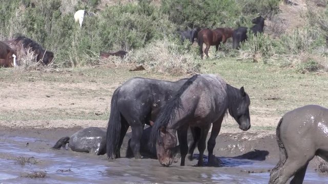 Wild Horses at a Waterhole in the Utha Desert in Spring