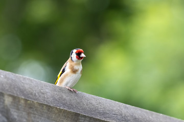 European Goldfinch perched on a wooden fence