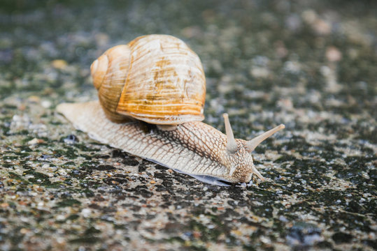 Land snaile, terrestrial pulmonate gastropod mollusk.