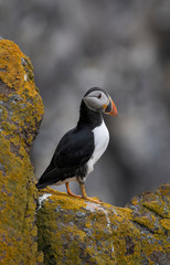 Close up of Atlantic Puffin (Fratercula arctica) Wildlife animal