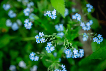 Small blue forget-me-not flowers in the garden. Selective focus. Shallow depth of field.