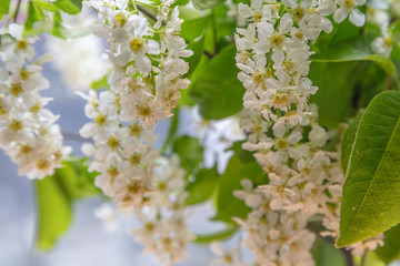 Close up, large
bunches of flowers of bird cherry.
Bird cherry native to Northern Europe and North Asia. 