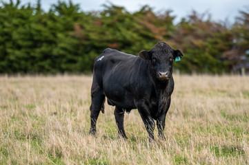 murray grey and Angus cattle grazing on pasture..