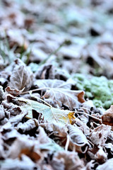 Autumn frozen leaves background with hoarfrost. Vertical photo.