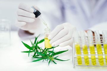 scientist in laboratory testing cbd oil extracted from a marijuana plant. Healthcare pharmacy from...