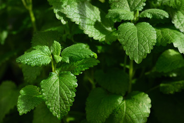 Fototapeta na wymiar Fresh mint in a pot stands side by side against a green background