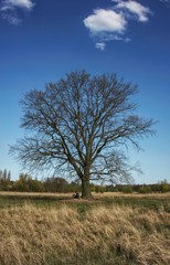 A single old tree in the landscape under which a lonely man sits.