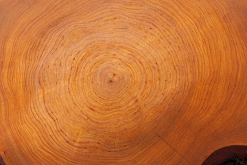 stump of Alnus tree felled - section of the trunk with annual rings