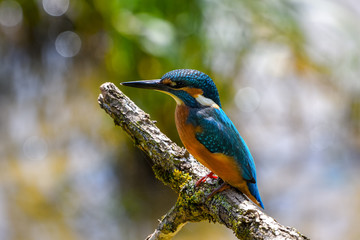 close-up of a kingfisher seating of a branch 