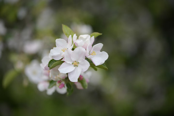 Delicate white flowers on a thin twig of a garden apple tree