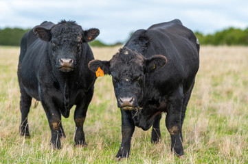 murray grey and Angus cattle grazing on pasture..