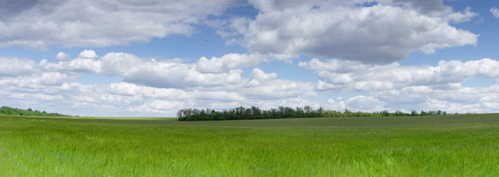 Wheat field in early spring. ukraine © fotomaster