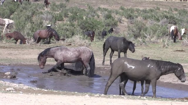 Wild Horses at a Waterhole in the Utha Desert in Spring